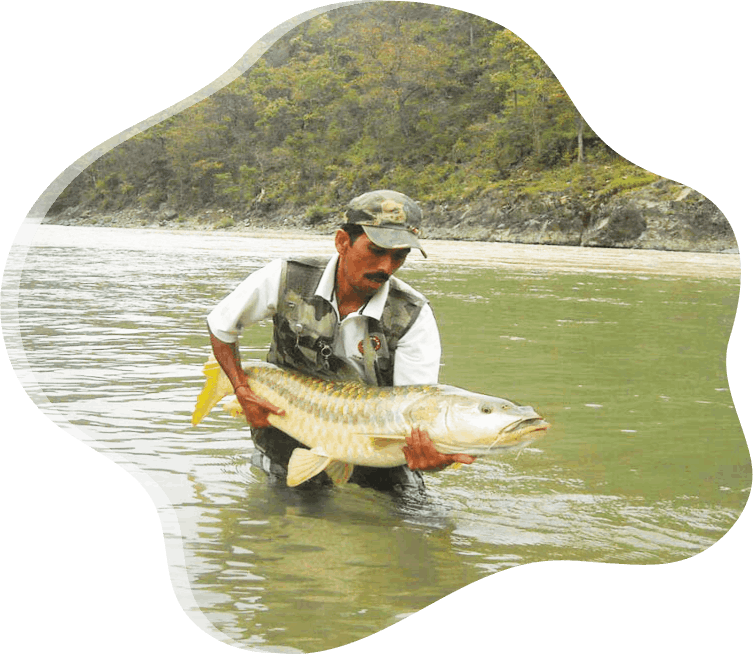 catfish3