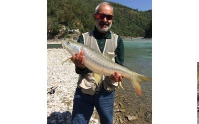 The Golden mahseer sport fish par excellence