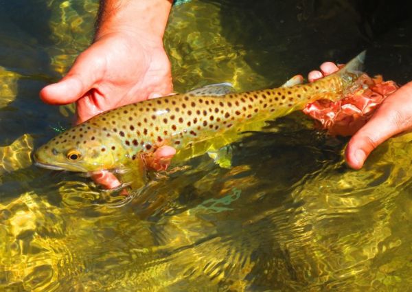 Himalayan Trout Fishing - Pancheshwar Fishing Himalayan-Trout-Fishing-Pancheshwar-Fishing
