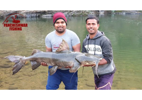 catfish goonch