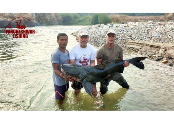 giant catfish at pancheshwar