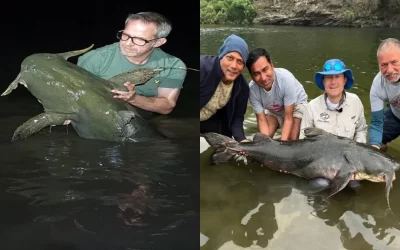 Goonch Fishing in India: Seek Out the Legendary River Monster