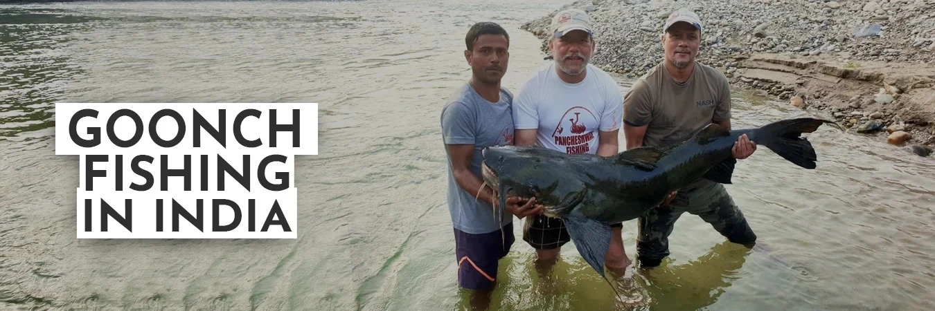 goonch Devi Cat fishing in India - pancheshwarfishing